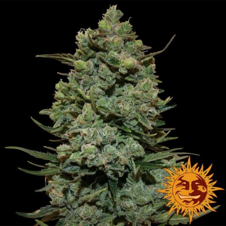 large cookies kush 1 4116041