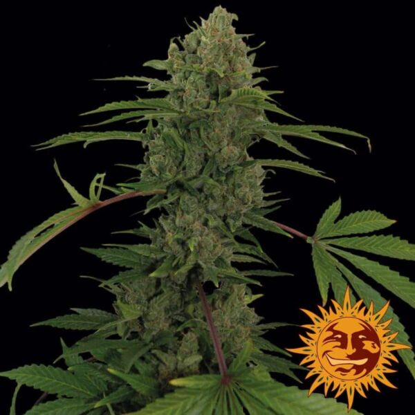large critical kush auto 1 6443861