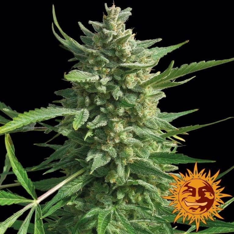 Critical Kush Barney's Farm