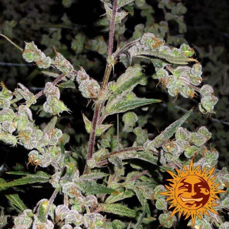 large dr grinspoon 1 6444851