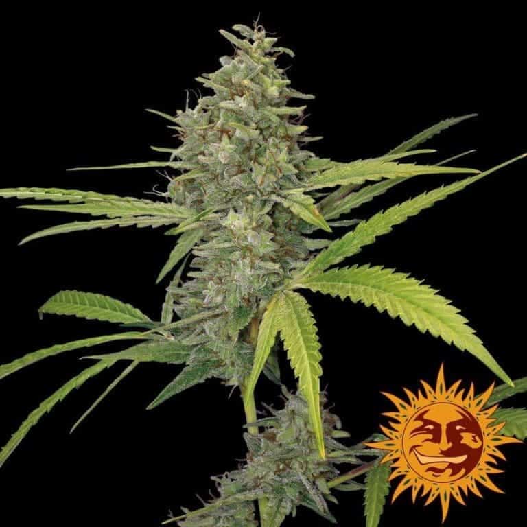 large g13 haze 1 6497061