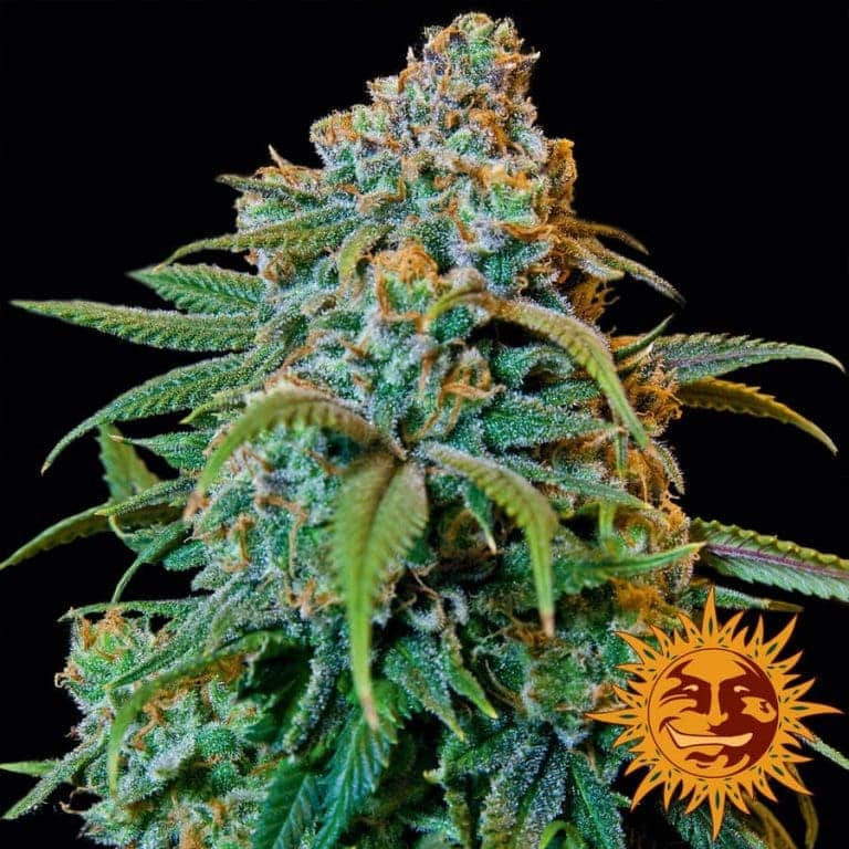 large liberty haze 1 6466301