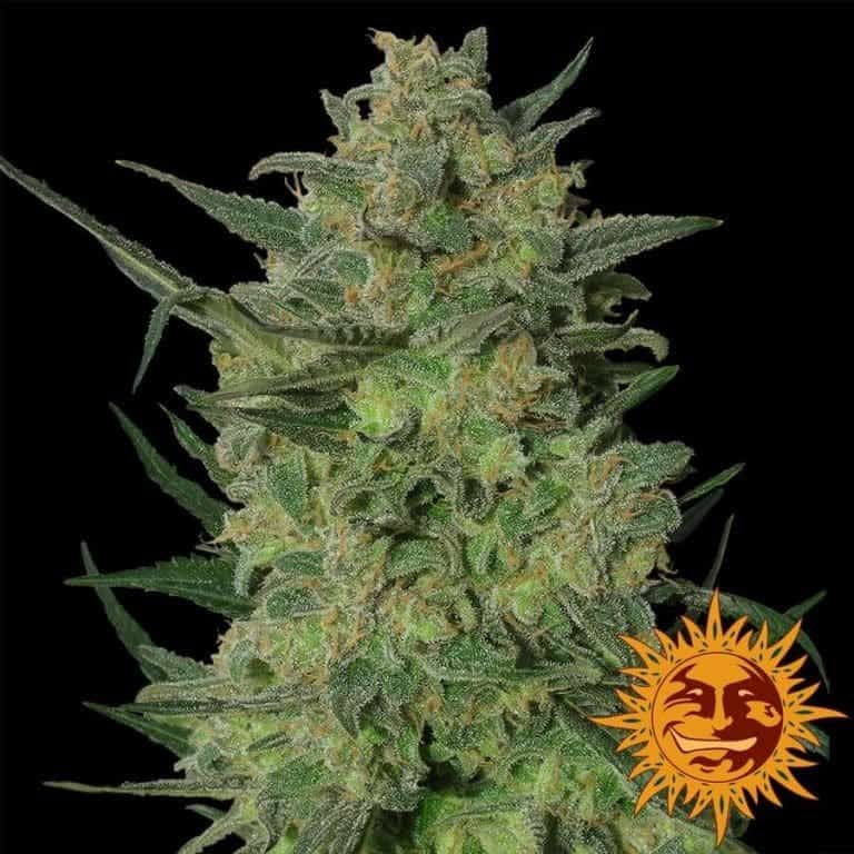 large lsd 1 6466921