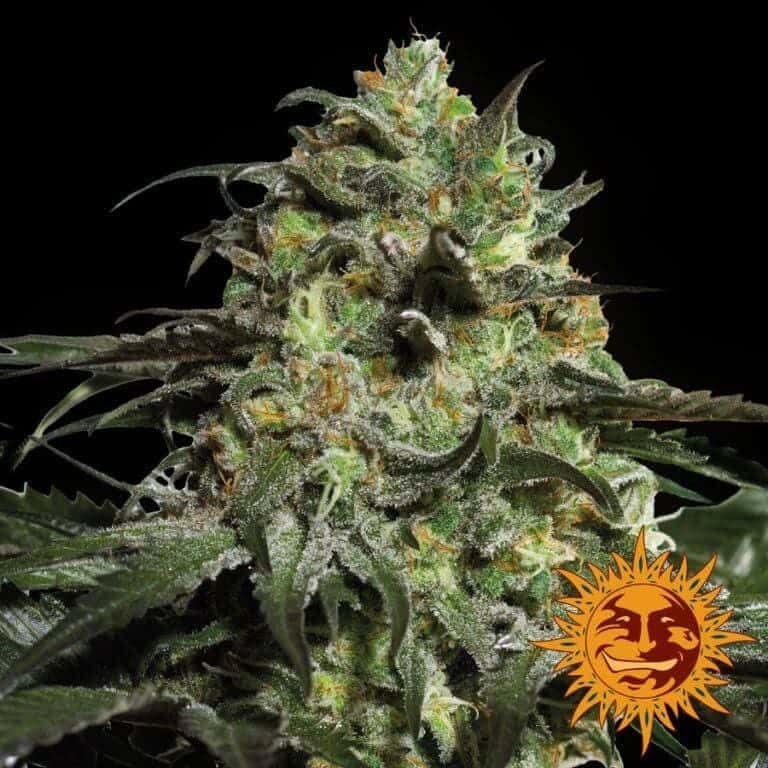 large peyote cookies 1 6573701