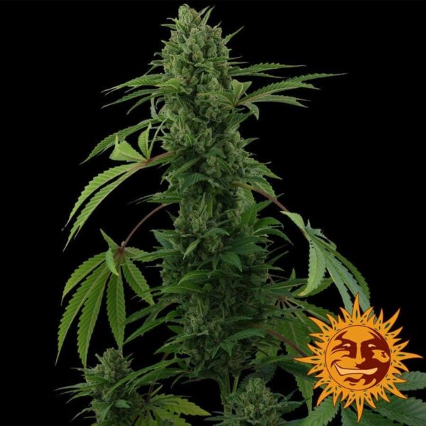 large pineapple express auto 1 6483031