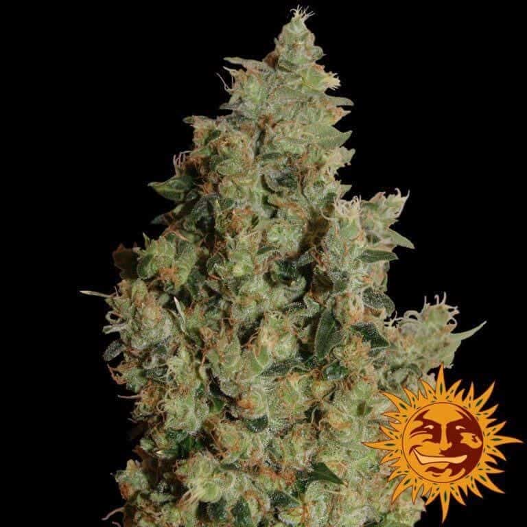 large tangerine dream 1 6491781