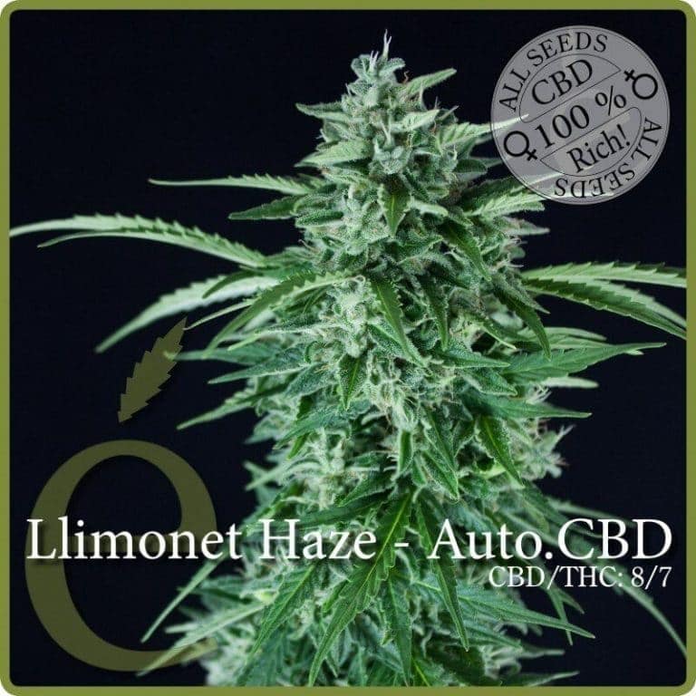 llimonet haze autofloreciente cbd1