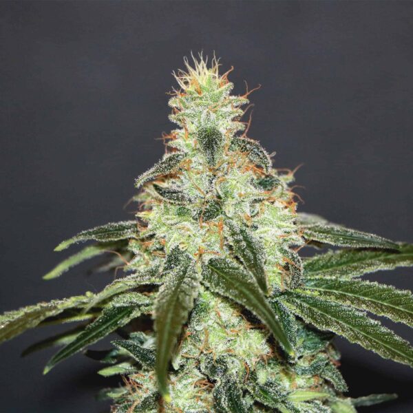 mataro blue cbd product image 1291