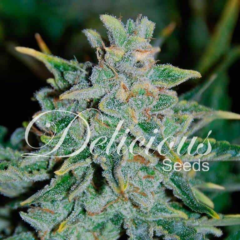 nlblue auto 71