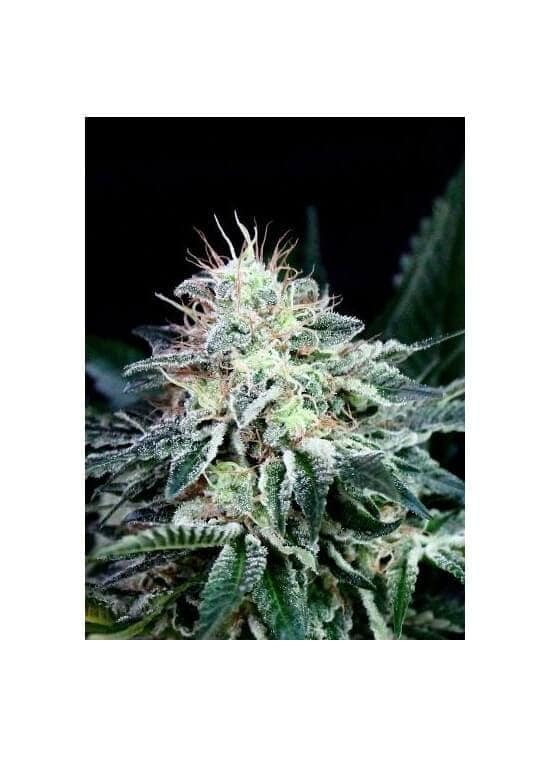 radical auto1