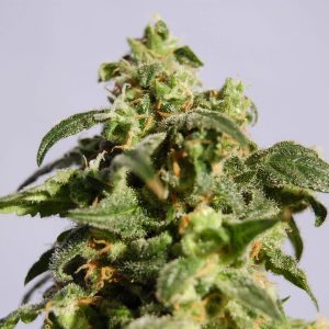 skunk product image 1071