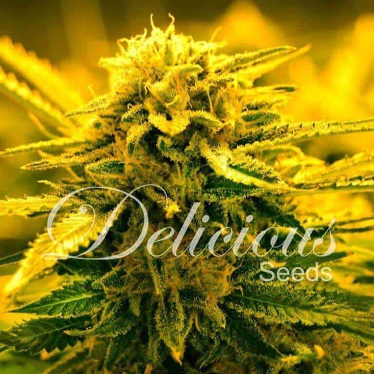 sugar black rose auto 21