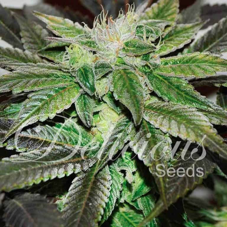 sugar candy1