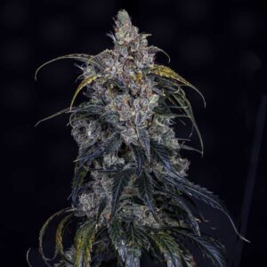 3 Bears OG Auto
