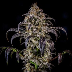 Double Grape Auto