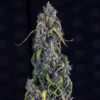 Fantasmo Express Auto