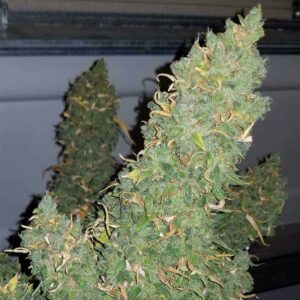Heisenberg Special Auto