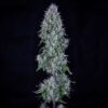 Hubbabubbasmelloscope Auto