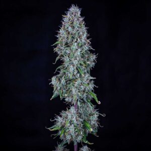 Hubbabubbasmelloscope Auto