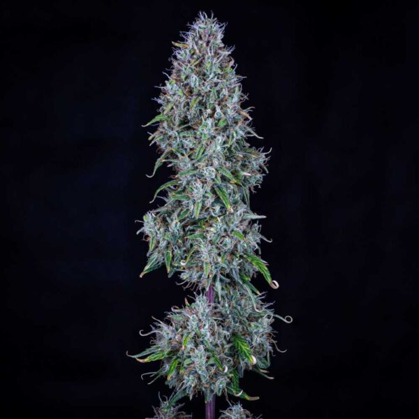 Hubbabubbasmelloscope Auto