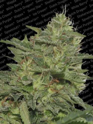 Original Cheese IBL Feminised Seeds Paradise Seeds 3669 p1