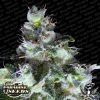 Paradise Seeds Original White IBL1