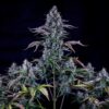 Ripley's OG Auto