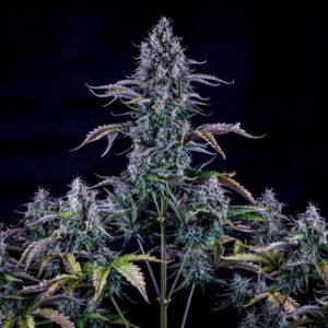 Ripley's OG Auto