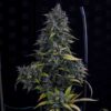 S.O.D.K Auto