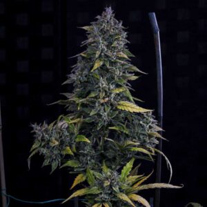 S.O.D.K Auto