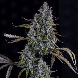 Sour Bubbly Auto
