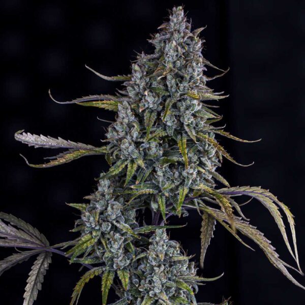 Sour Bubbly Auto