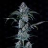 Sour Stomper Auto