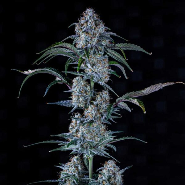 Sour Stomper Auto