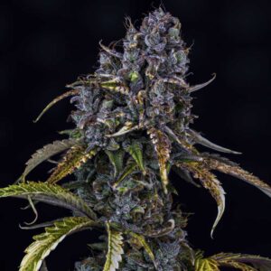 Toof Decay Auto