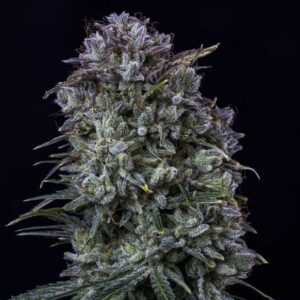 Toofless Alien Auto