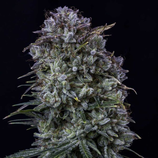 Toofless Alien Auto