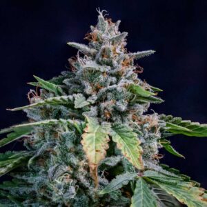 Walter White Auto