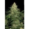 allkush001 paradise seeds1
