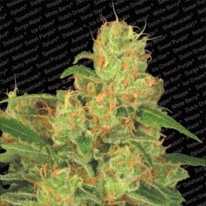 auto acid feminized1