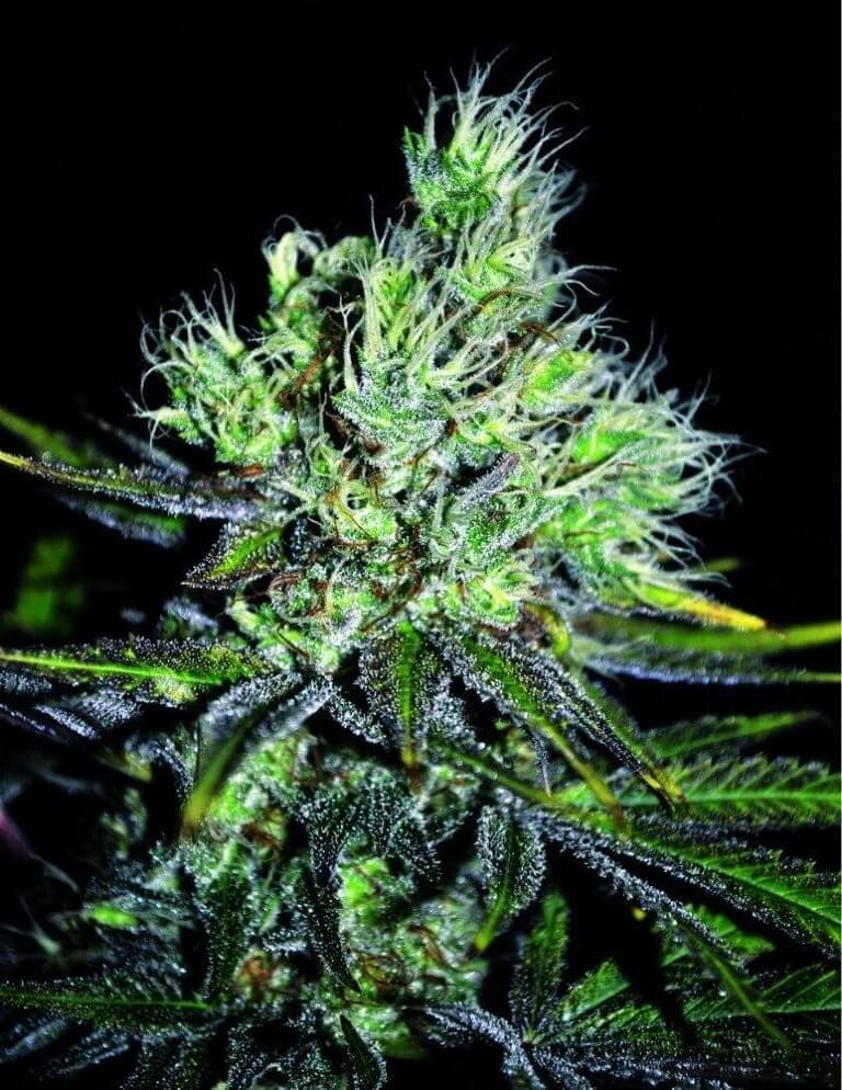 cbd sweet sour widow reg 21