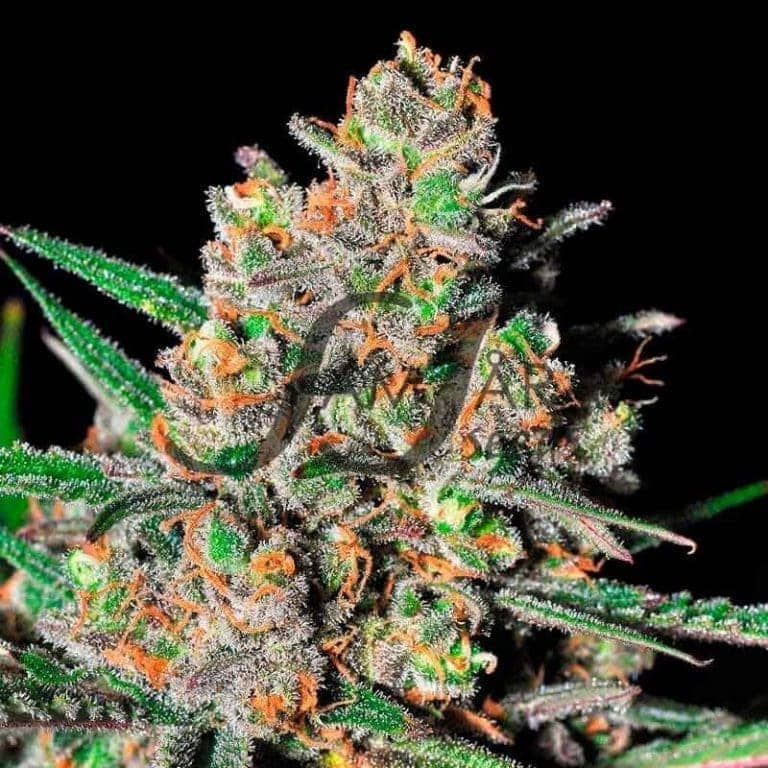 green love potion 2 11