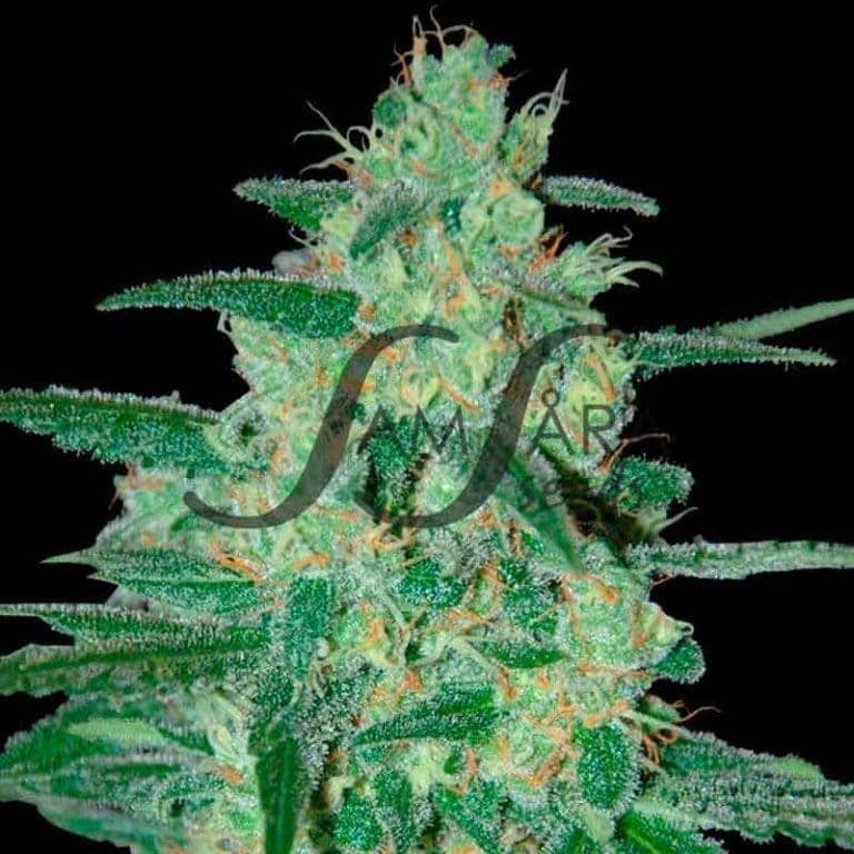 holy grail 5 11