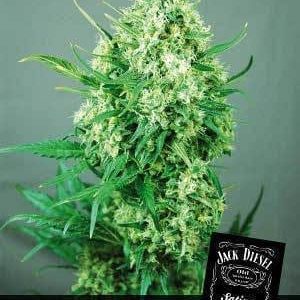 jack diesel nasiona marihuany