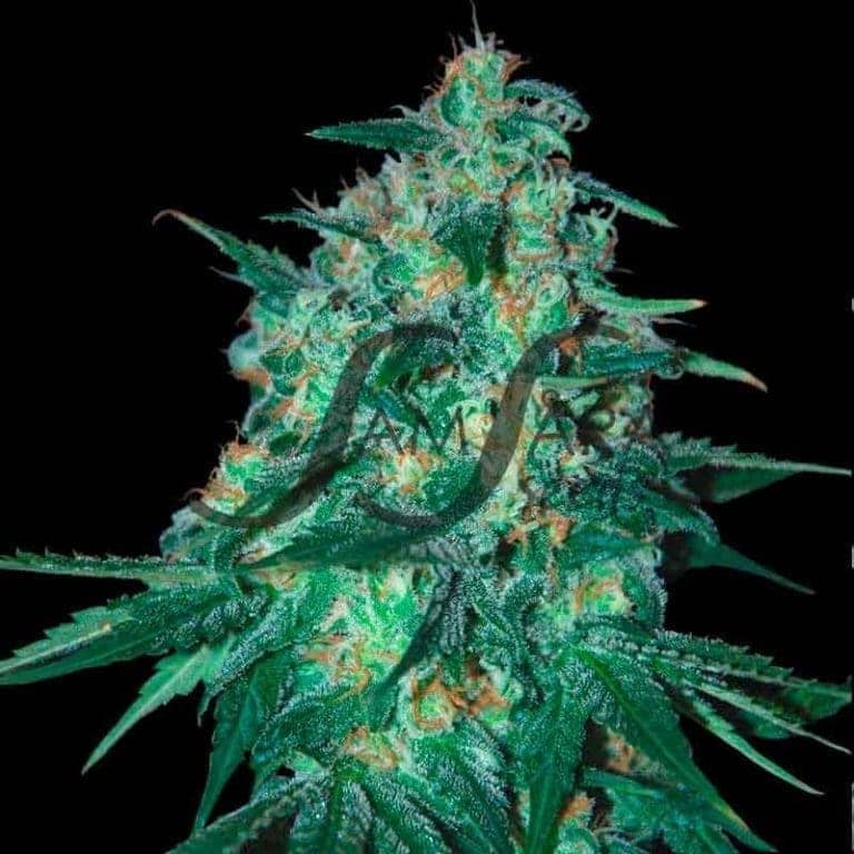 jeckyll passion 8 11