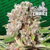 mendocino skunk feminized1