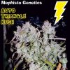 mephisto genetics auto triangle kush autoflowering feminised seeds 5001
