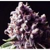purple pinecone feminized1
