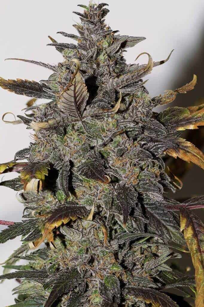 seedsman reg african buzz 201