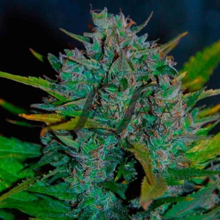 ultraviolet 2 3 11